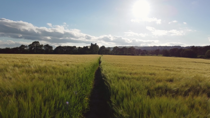 This is an aerial 4k video of flying over a path running through a wheat field that leeds to the ruins of Kilcrea castle in County Cork Ireland