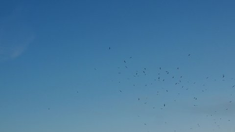 Murmuration, a small swarm of birds moving in the sky, a flock of birds, chaotic movement