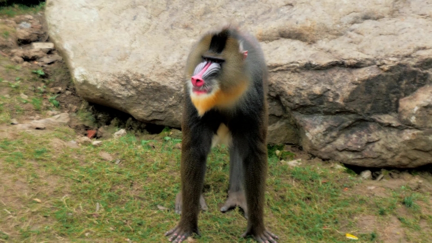 Male mandrill Mandrillus sphinx eats something, big colorful primate in the zoo