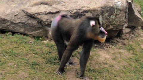 Male mandrill Mandrillus sphinx is walking on the grass in the zoo and eats something, big colorful primate