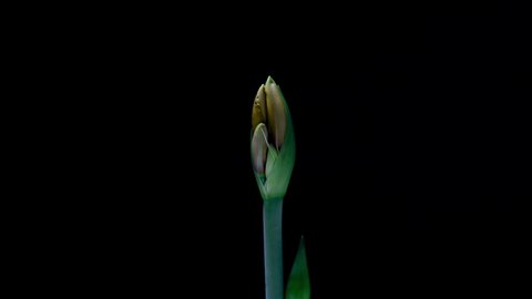 yellow Hippeastrum Opens Flowers in Time Lapse on a Black Background. Growth of Amaryllis Flower Buds. Perfect Blooming Houseplant, 4k UHD. Love, wedding, anniversary, spring, valentines day