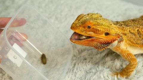 Process of feeding of bearded agama dragon with cockroach at home on carpet, he is eating insects from plastic container. Content of the lizard at home. Animal from Australia. Exotic domestic pet.