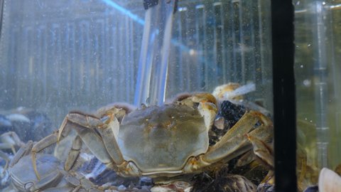 Sea crabs in aquarium at seafood market, close-up. Shop assistant taking out crab with fur claws with forceps. Small cancer for sale in tank with water in seafood supermarket. Swimming crab in