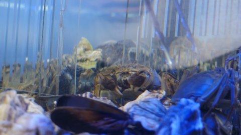 Sea crabs in aquarium at seafood market, close-up. Shop assistant taking out crab with forceps. Small cancer for sale in tank with water in seafood supermarket. Swimming crab in aquarium. 4 k video