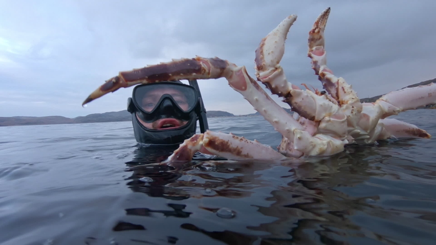 Diver with crab. Amazed diver in diving mask floats in the sea and holds the King Crab (Paralithodes camtschaticus) in his hands