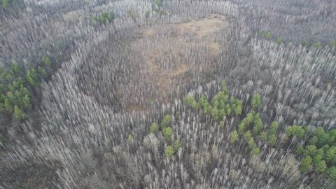 Aerial view of mixed forest and swamp in winter, aerial view