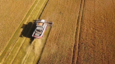 Aerial view of combine harvester. Harvest of wheat field. Industrial footage on agricultural theme. Agriculture in Russia from drone above.