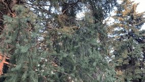 Titmouse birds in the park on conifers. For video presentation, background, advertising.