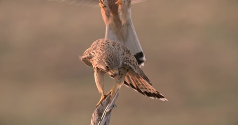 Pair of common kestrel copulating on a tree in mating season