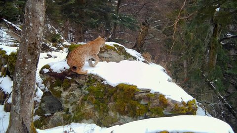 Wild eurasian lynx coming to a rock, sitting on it and licking its fur