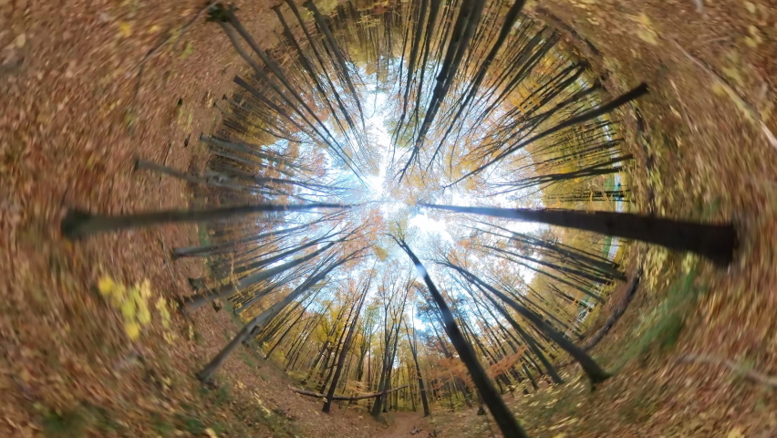 Panoramic wide-angle footage of beautiful October autumn forest outdoor. 360 degree camera. Drone flight. Tiny planet. Nature.
