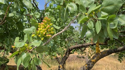 video of pistachio fruits on the tree.