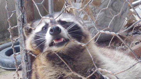 Raccoon in steel cage in mini zoo