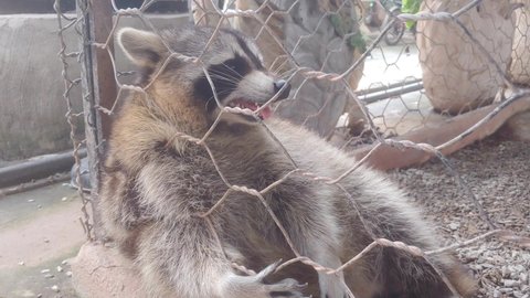Raccoon in steel cage in mini zoo