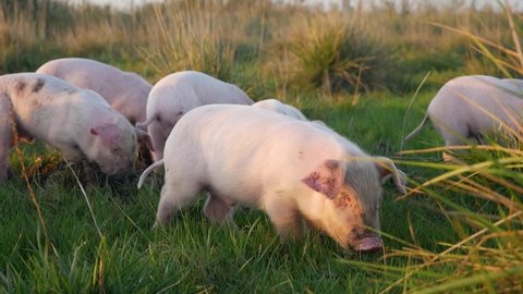 Free range domestic Pigs eating on a meadow in an organic meat farm
