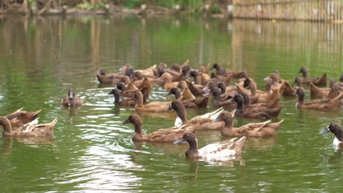 many duck in lake of farmer