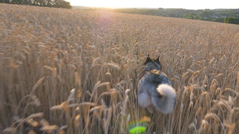 Rear view of siberian husky dog running fast through golden spikelets at meadow on sunset. Young domestic animal jogging on wheat field at summer day. Sunlight at background. POV Slow motion