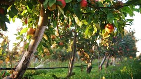apple garden. irrigation system. close-up. break in hose, breakdown in drip irrigation system in apple garden, at sunset. Drops of splashing water glisten in the sunlight. - Powered by Shutterstock - Get 15% off with code: PIKWIZARD15
