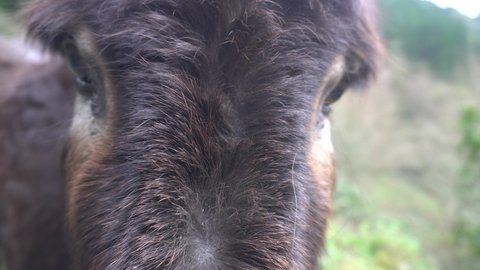 Brown donkey eye close up 