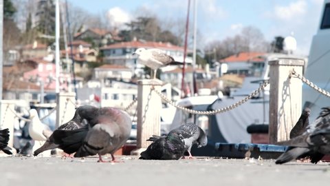 a group of pigeons is eating bait. It itches in the sun.