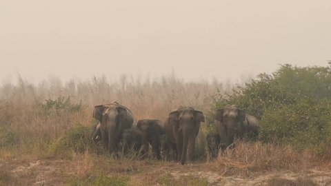 Full shot wild asian elephant or tusker protective and aggressive family or herd with calf or baby at dhikala zone of jim corbett national park or reserve uttarakhand india - Elephas maximus indicus