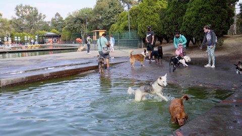 Mexico City, Mexico- December 2021: Pets playing in the water at Lake Chapultepec, dog owners meet at the weekend to play sports with their pets and have fun in the water.