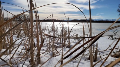 Ascending shot of an icy Colorado lake frozen over with cattails a blue sky in the background in 4k 60p