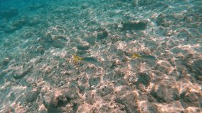 An underwater video of a Yellowtail Fish in the Bahamas.