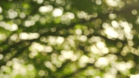 4k stock video footage of organic green natural bokeh of defocused green spring leaves isolated on sunny sunset golden sky background