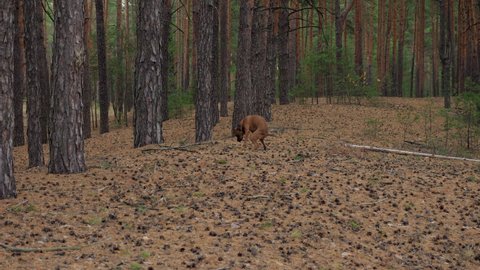Young boxer dog poops in a pine forest and runs away in slow motion