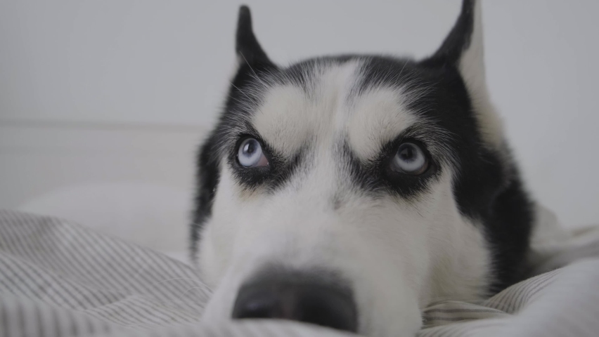 Funny Siberian husky dog in the bed, concept of dog emotions
 Royalty-Free Stock Footage #1084903801