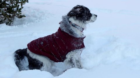 cute springer spaniel digging in snow - winter weather beautiful dog playing