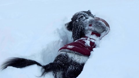 cute springer spaniel digging in snow - adorable black and white dog in red jacket in winter weather