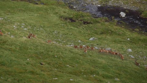 A herd of wild deer running along the valley below in the Scottish Highlands