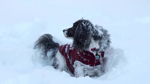 beautiful springer spaniel pops out of the snow - adorable dog buried in the snow comes up and looks around