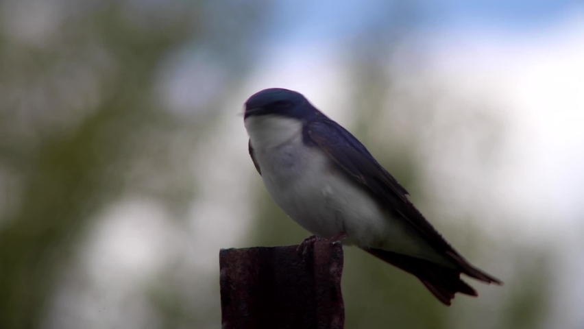 Tree Swallow perched on a fence.