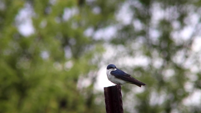 Tree Swallow perched on a fence.