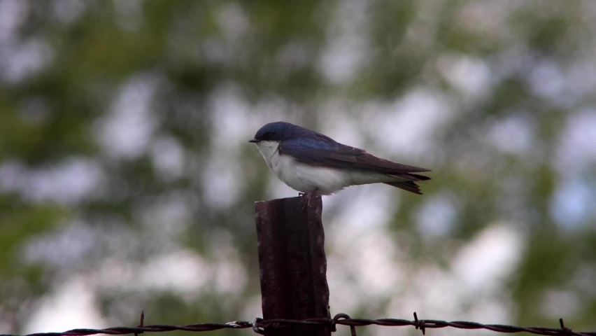Tree Swallow perched on a fence.