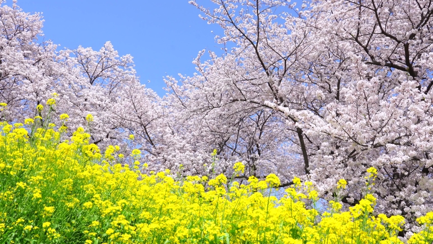 landscape of the cherry blossom Royalty-Free Stock Footage #1084912006