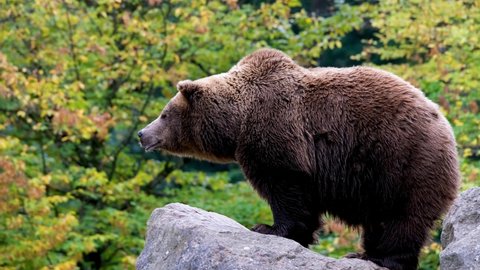 Big Brown Bear In The Forest