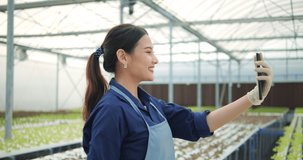 Asian young woman taking live chat with a cellphone in vegetables hydroponic farm. Asian farmer video calls online selling harvest of organic vegetables in hydroponic system farm.
