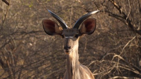 Alert Kudu looks around for danger and looks at camera