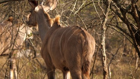 Young Kudu walks between bushes away from camera, leaves focus