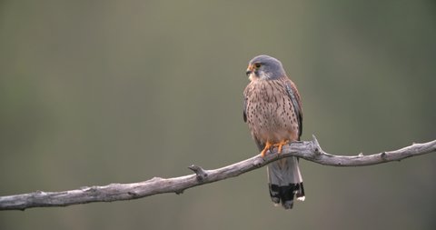 Male common kestrel sitting on a branch of a tree in spring nature