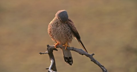 Wild common kestrel sitting on a branch and cleaning feathers with beak