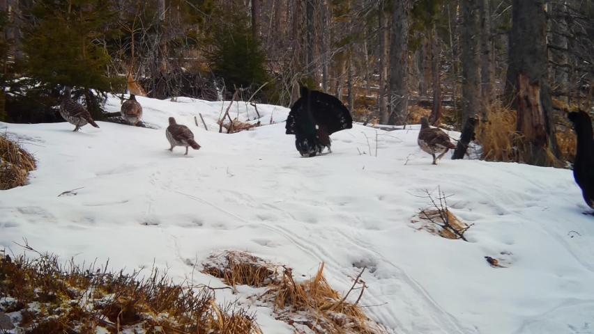 Two males and several females of western capercaillie lekking in winter