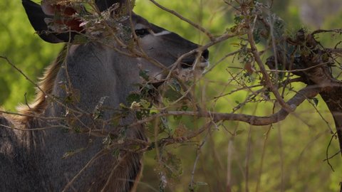 Closeup of Kudu face and long horns revealed by camera tilt up