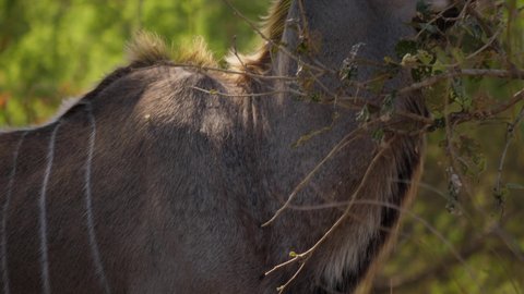 Closeup of Kudu chewing details of long horns