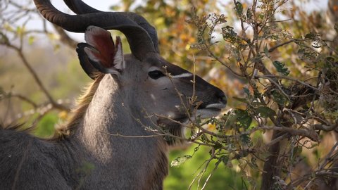 Kudu bull chews while wind blows the trees in background 