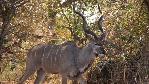 Huge male Kudu bull walks through long grass